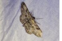 Peribatodes rhomboidaria rhomboidaria