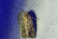 Spodoptera exigua