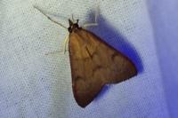 Uresiphita gilvata