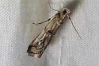 Pempelia genistella