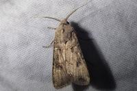 Agrotis segetum
