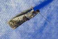 Pseudacrobasis tergestella
