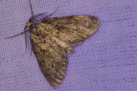 Tephronia sepiaria