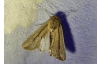 Leucania loreyi