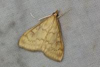 Ostrinia nubilalis