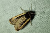 Ochropleura leucogaster