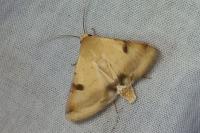Heliothis peltigera