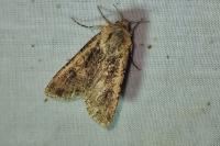 Peridroma saucia