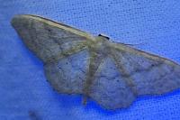 Idaea degeneraria