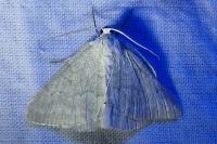 Pseudoterpna pruinata