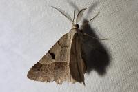 Itame vincularia
