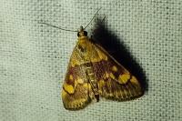 Pyrausta aurata