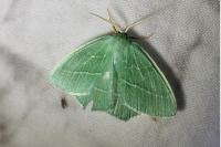 Hemistola chrysoprasaria
