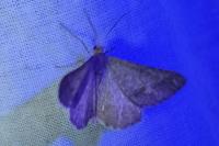 Isturgia murinaria