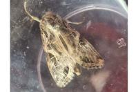 Spodoptera littoralis
