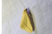 Rhodometra sacraria