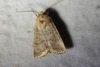 Hoplodrina ambigua