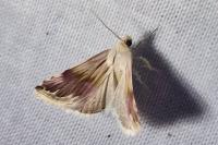 Eublemma ostrina