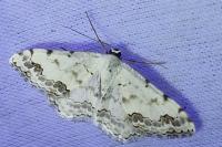 Scopula ornata