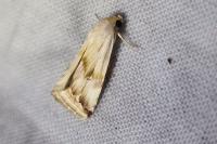 Eublemma ostrina