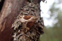 Hypena crassalis