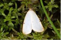 Cybosia mesomella