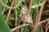 Ematurga atomaria