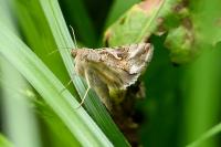 Autographa gamma