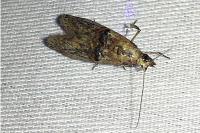 Nephopterix angustella
