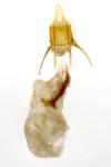 Nephopterix angustella