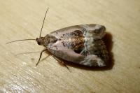 Elaphria venustula