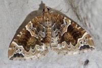 Eulithis prunata