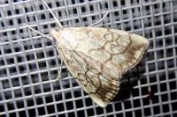 Evergestis pallidata
