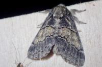 Gluphisia crenata