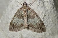 Hydriomena impluviata impluviata