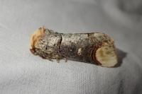 Phalera bucephala