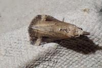 Schrankia costaestrigalis