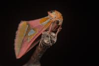 Axia margarita