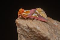 Axia margarita