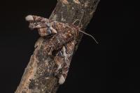 Eutelia adulatrix