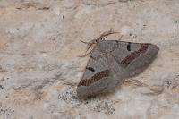 Itame vincularia