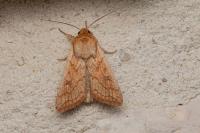 Mythimna vitellina