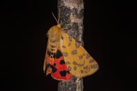 Diacrisia purpurata