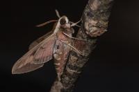 Hyles euphorbiae