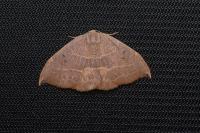 Watsonalla uncinula