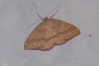 Rhodostrophia calabra