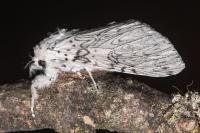 Cerura erminea