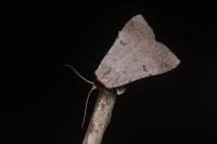 Lygephila craccae