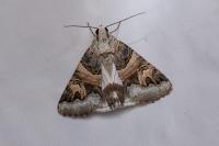 Drasteria cailino
