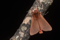 Phragmatobia fuliginosa